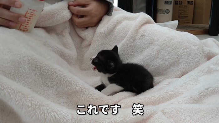 哺乳瓶を見て鳴く子猫