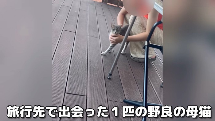 母猫との出会い