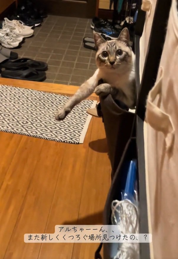 意外な場所でくつろぐ猫