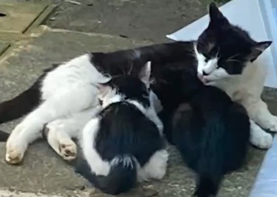 子猫たちに母乳を与える猫