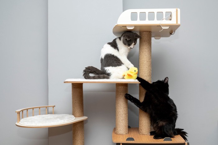 タワーで遊ぶ猫