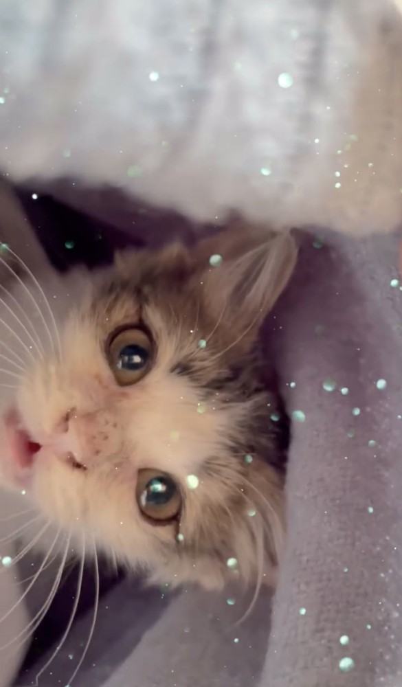 鳴く子猫