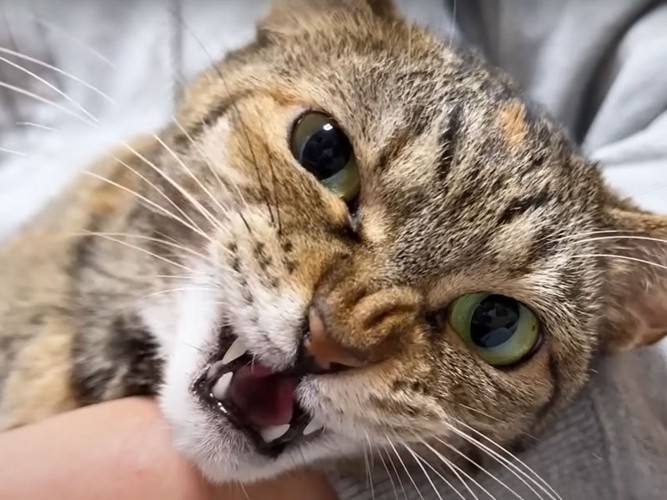 嫌がる猫