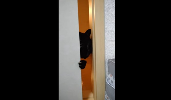 ふすまのすき間から部屋に入ろうとする猫