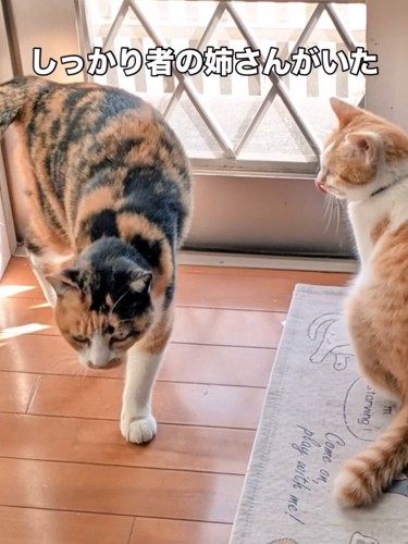 三毛猫と茶白猫