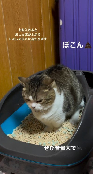 トイレで前を向く猫1