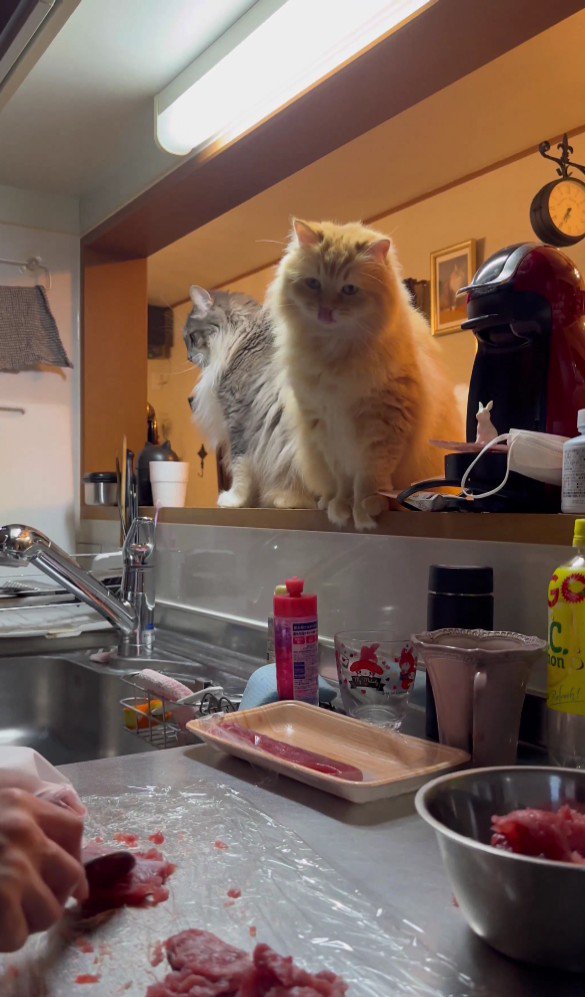 キッチンを見ている猫