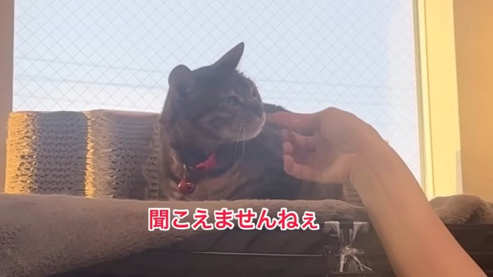 顔をなでられる猫