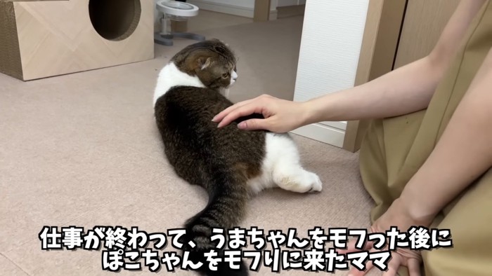 なでられる猫