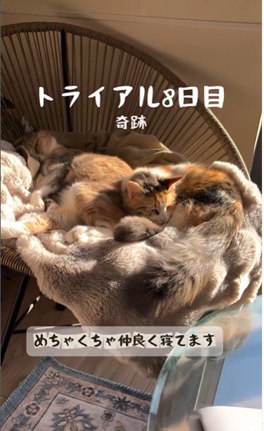 椅子の上で寝ている2匹の猫