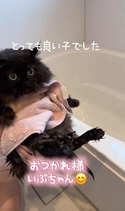 おふろでつかまり立ちをして洗われている黒猫