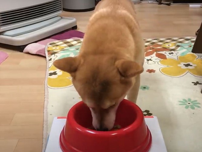 ご飯を食べる犬