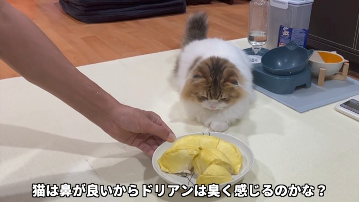 ドリアンを見る猫