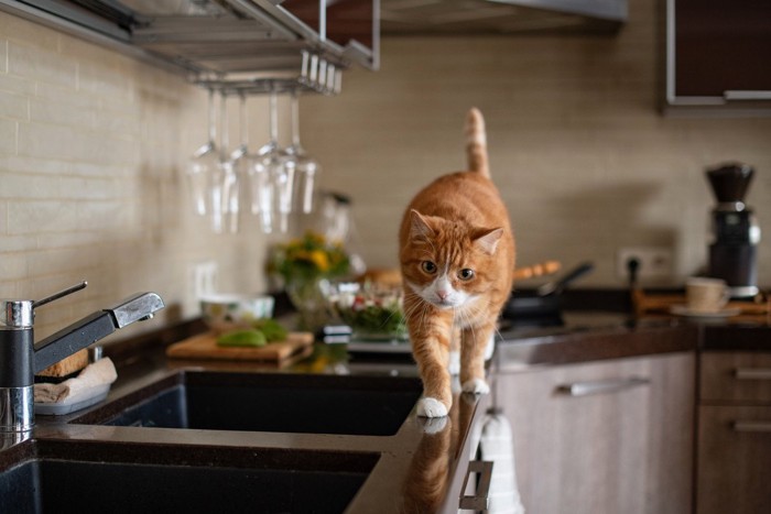 キッチンのシンクの縁を歩く猫