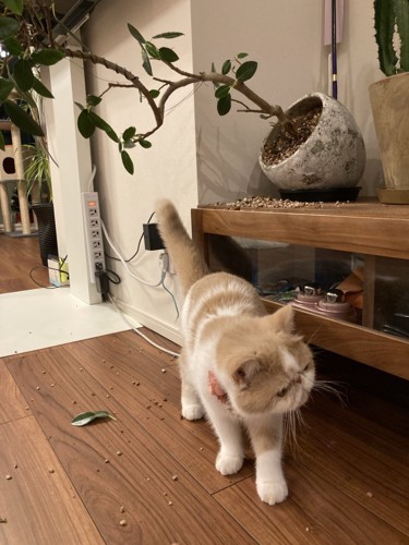 植木鉢を倒す猫