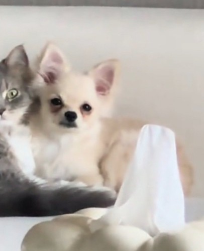 ウットリする犬