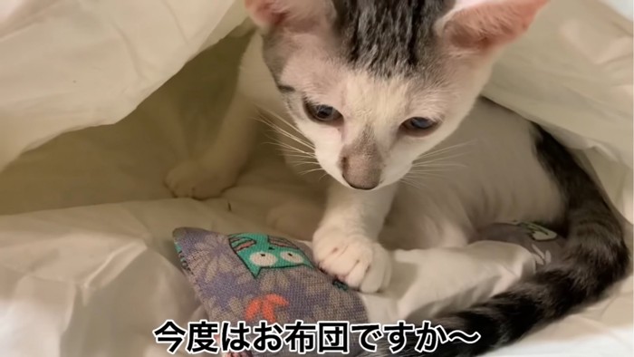 立ち上がる子猫