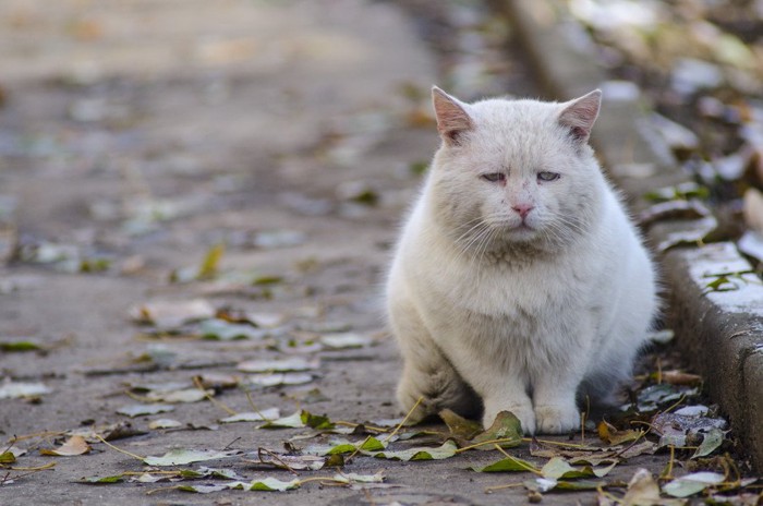 野良猫