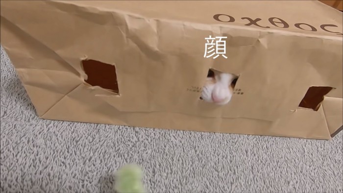 小窓から顔を除く子猫