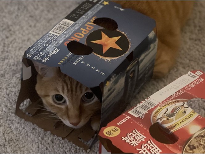 缶ビールの空き箱に上半身を入れる茶トラ猫のアップ