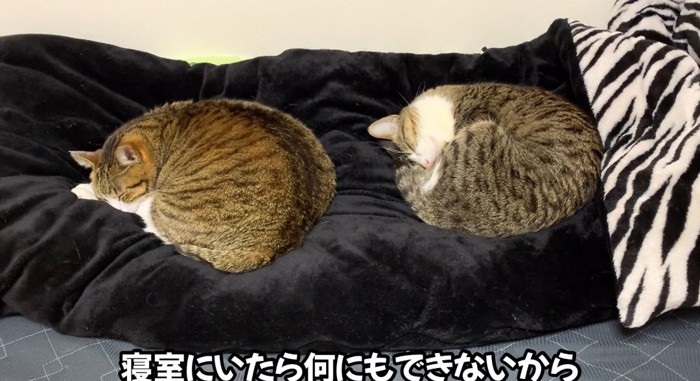 寝ている猫