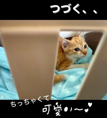 キャリーの中にいる小さな子猫