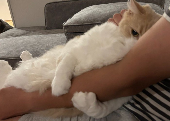 腕にしがみつく猫（ズーム）