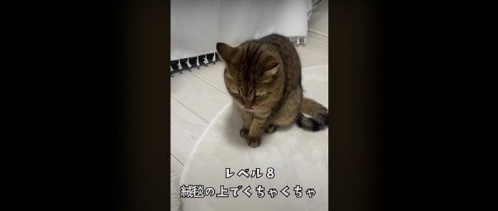 座っている猫%またお口をクチャクチャ