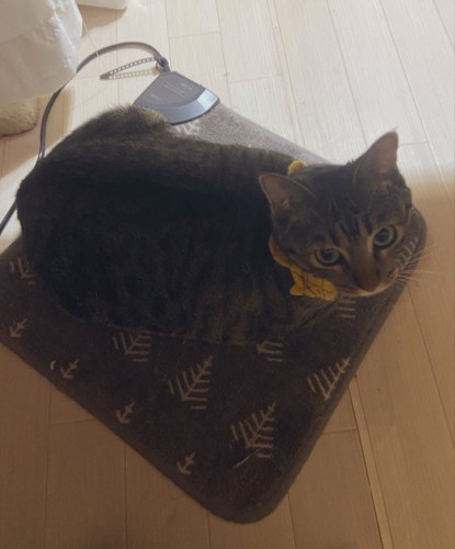 見つめる猫