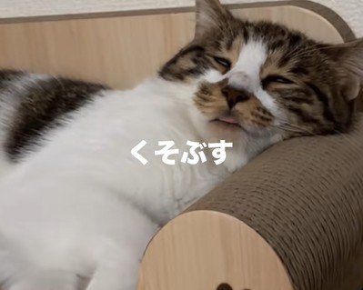 猫の寝顔