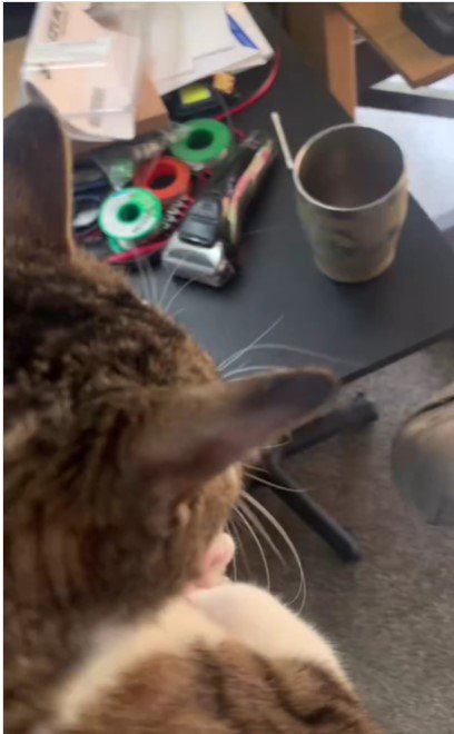人に抱かれている猫%%無事に抱っこしてもらえました