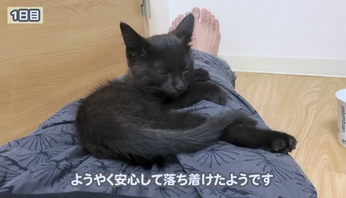 初日から安心してくっつくほたねちゃん