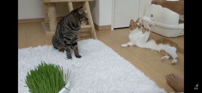 すずちゃんも猫草