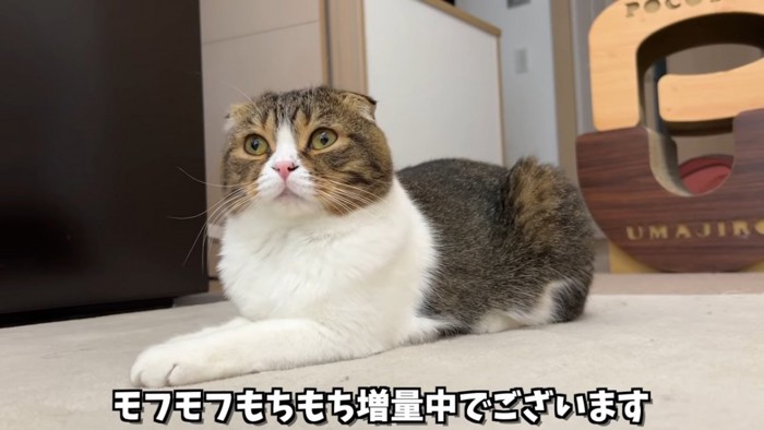 スフィンクス座りの猫