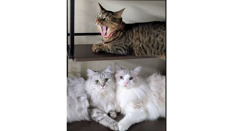 棚に集まっている猫たち