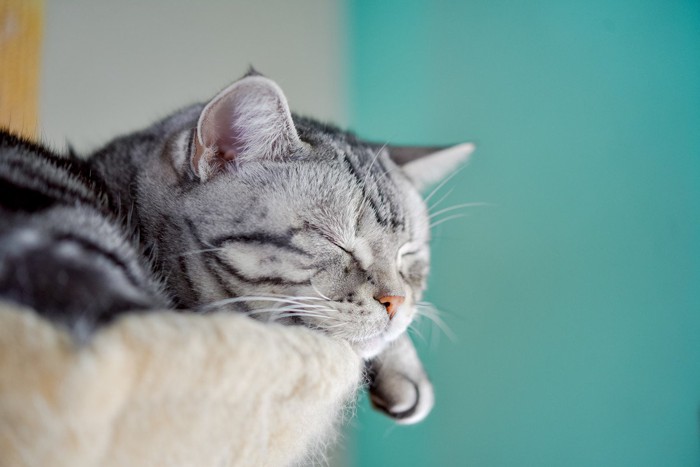 高い場所で眠る猫