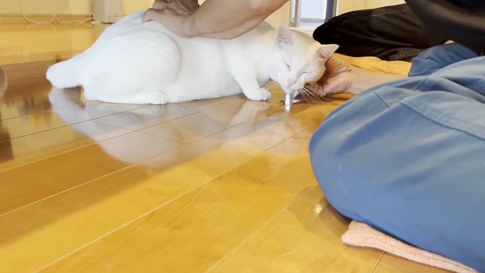 顔をなでなで