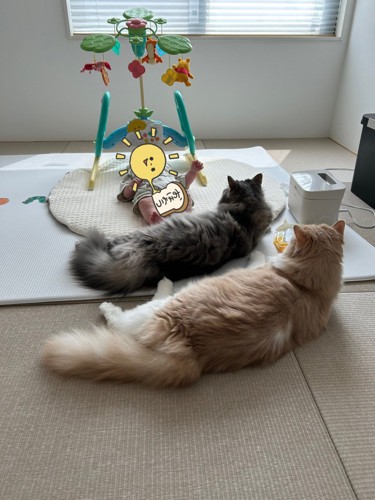 赤ちゃんを見守る2匹の猫