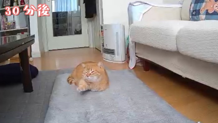 前足を前に出して伸びをする猫