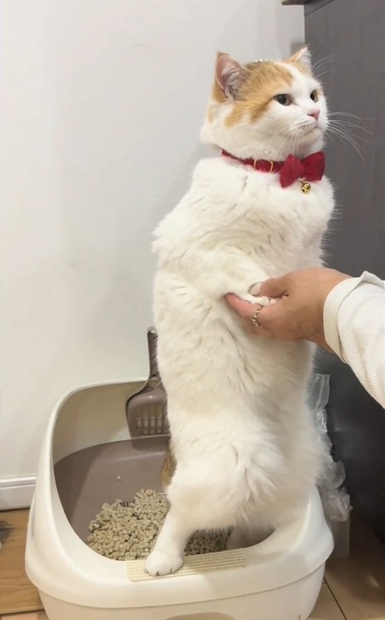 前を見つめるリリィちゃん