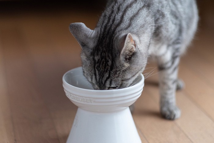 キャットフードを食べる猫