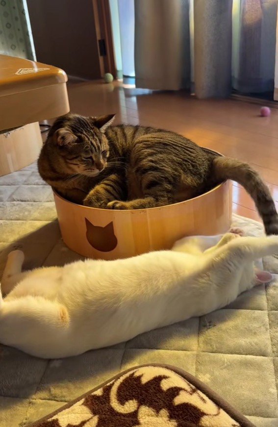 猫のしっぽで遊ぶ猫