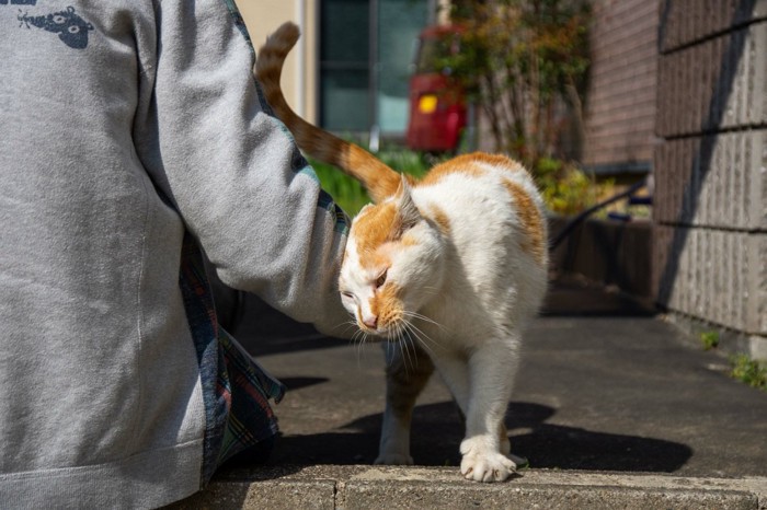 スリスリする猫