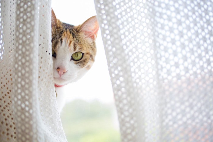 カーテンの陰から顔を出す猫