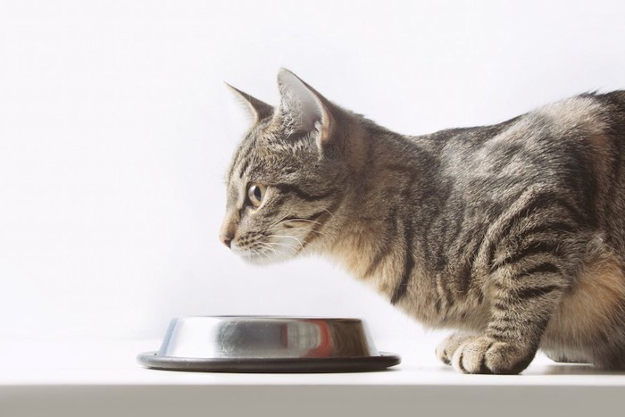 ご飯を食べようとする猫