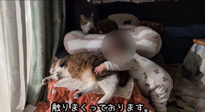 猫に抱き着く赤ちゃん