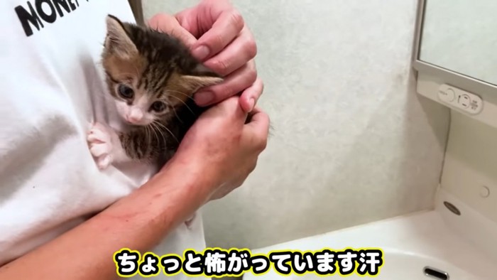 怖がる猫