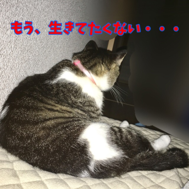 寂しさピークの猫