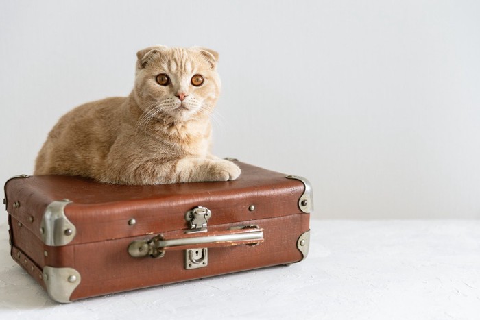 飼い主の旅行用カバンに載る猫