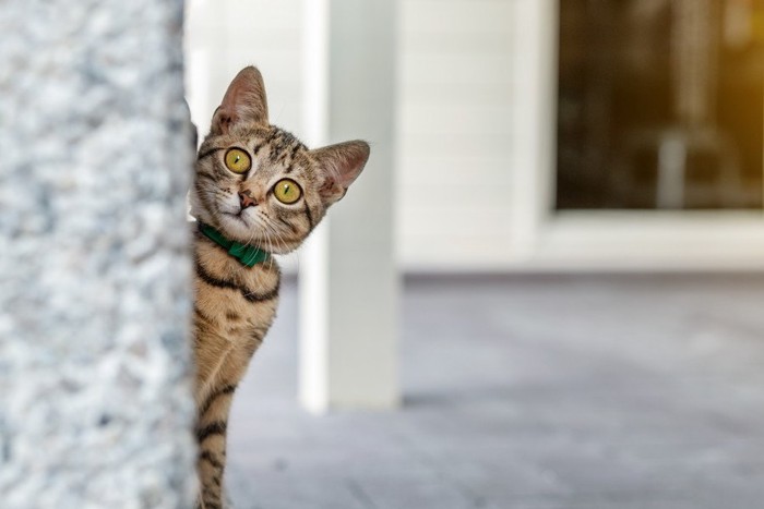 物陰からのぞく猫